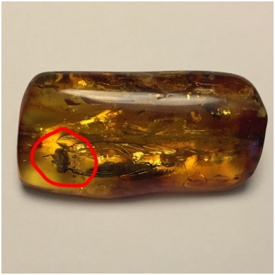 Amber with an inclusion 5