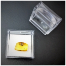 Amber inclusion in the special box